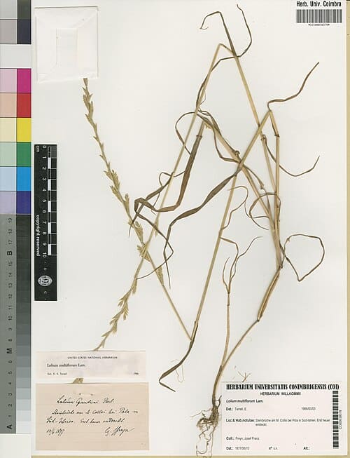 Lolium multiflorum