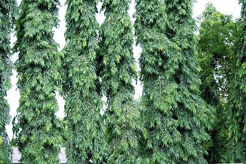 Polyalthia longifolia