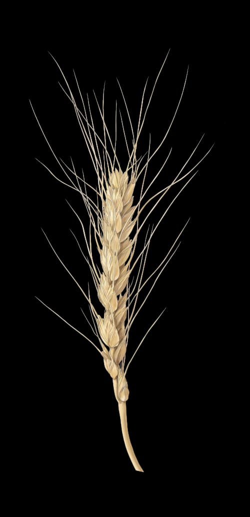Triticum aestivum