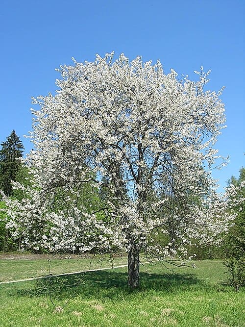 Prunus avium
