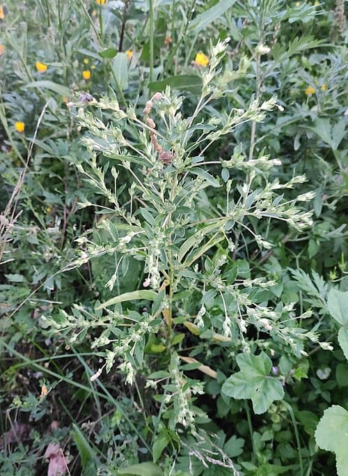 Axyris hybrida