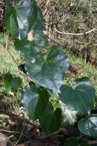 Menispermeae, standing in for Sinomenium acutum