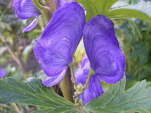 Aconitum carmichaelii