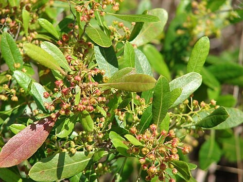 Dodonaea viscosa