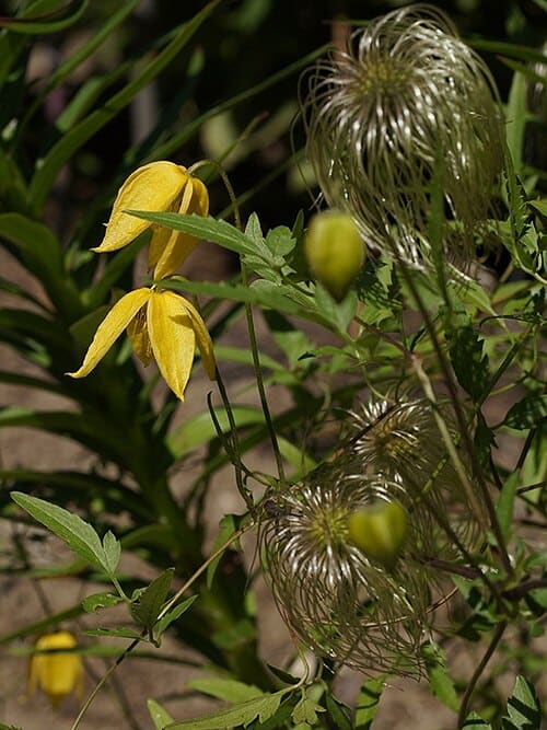 Clematis tangutica