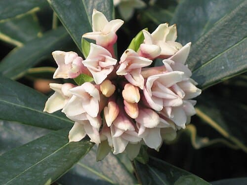 Daphne papyracea