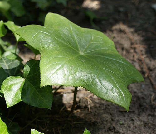 Dysosma pleiantha
