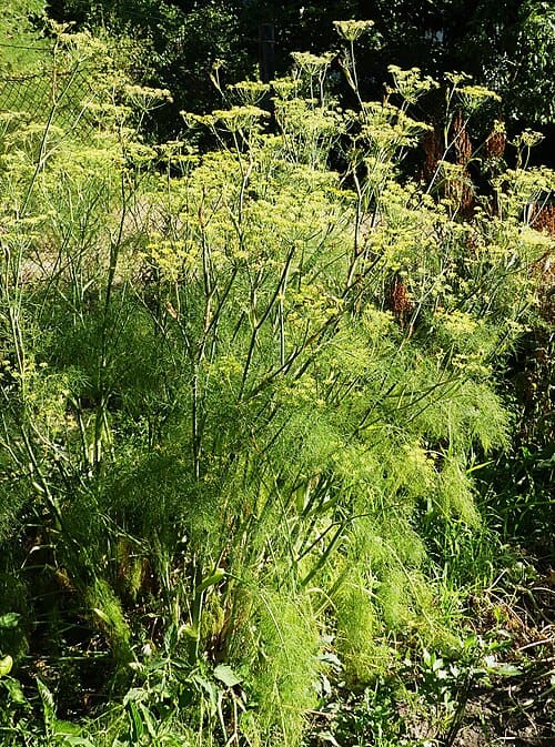 Foeniculum vulgare