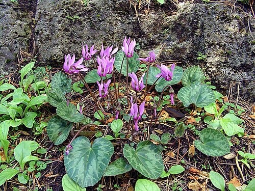 Cyclamen purpurascens