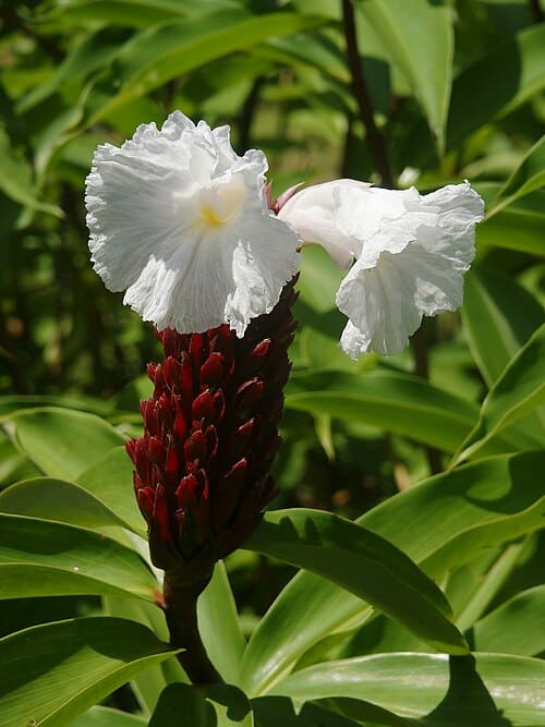 Hellenia