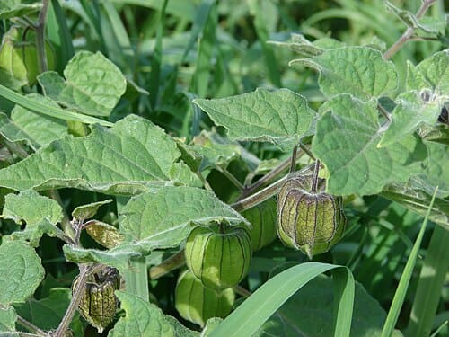 Physalis, standing in for Physalis alkekengi
