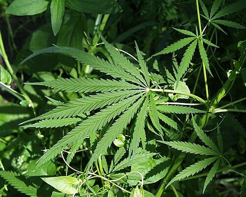 Cannabis, standing in for Cannabis aquatica