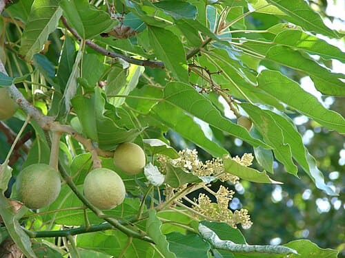 Aleurites, standing in for Aleurites fordii