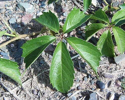 Parthenocissus quinquefolia