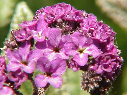 Heliotropium