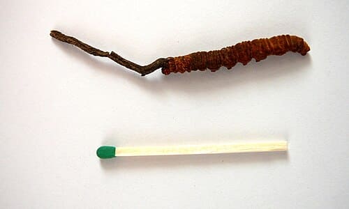 Ophiocordyceps sinensis