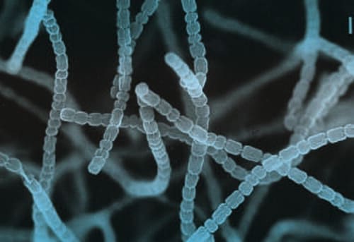 Streptomyces griseus