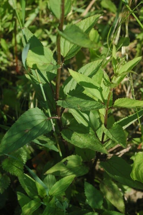 Scrophularia buergeriana