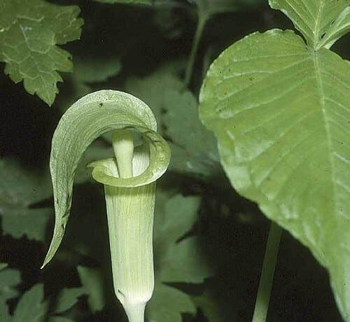 Arisaema, standing in for Arisaema curvatum