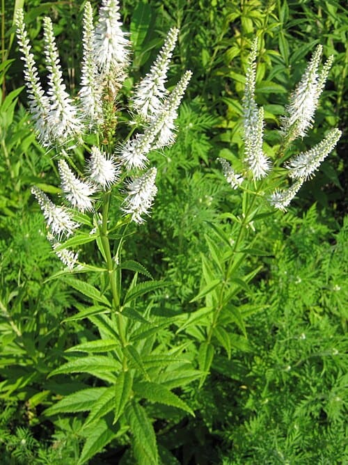 Veronicastrum, standing in for Veronicastrum hirsutum