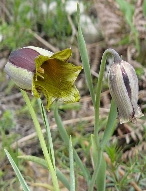 Fritillaria anhuiensis