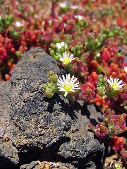 Mesembryanthemum, standing in for Mesembryanthemum edule