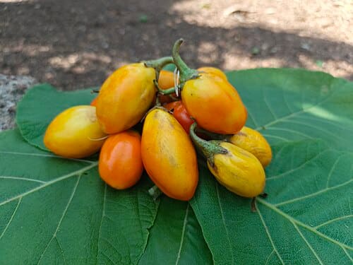 Solanum melongena