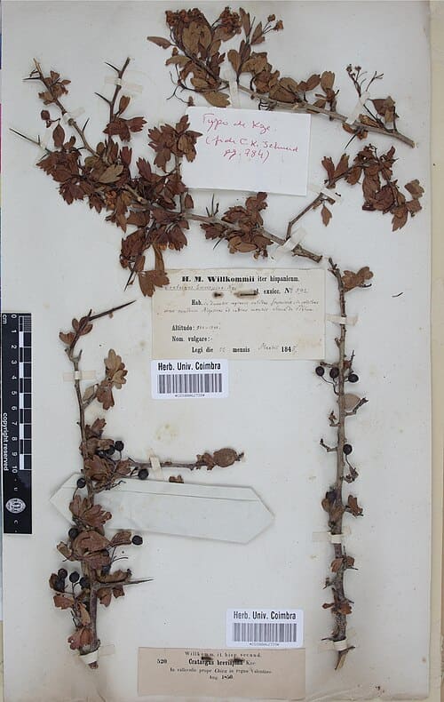 Crataegus monogyna