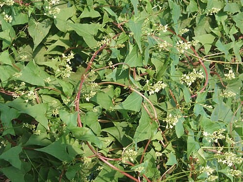 Polygonum multiflorum