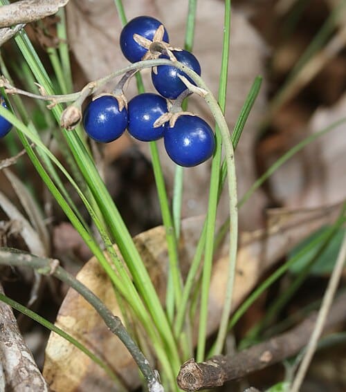 Ophiopogon, standing in for Ophiopogon hubeiensis