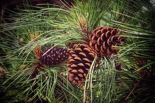 Pinus