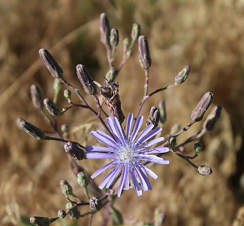 Lactuca pulchella