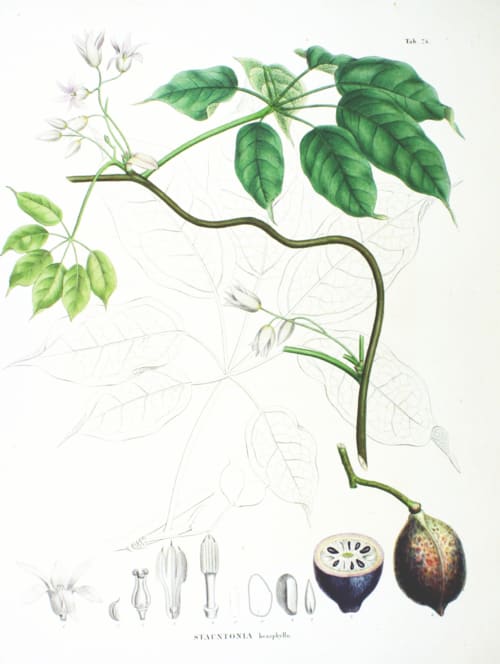 Stauntonia, standing in for Stauntonia chinensis