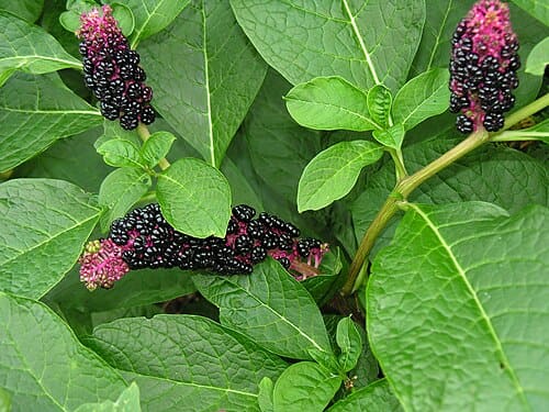 Phytolacca acinosa