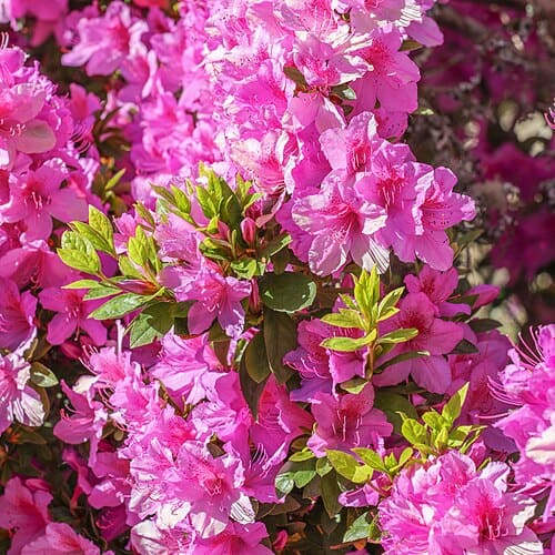 Rhododendron, standing in for Rhododendron alba