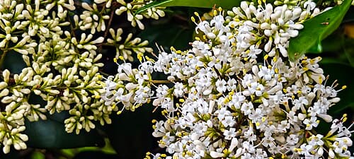 Ligustrum japonicum