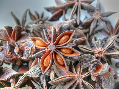 Illicium