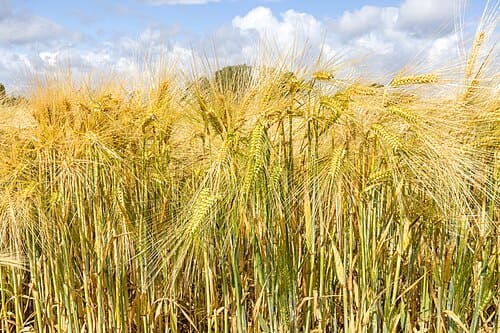 Hordeum vulgare