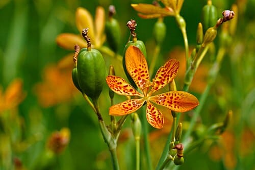 Belamcanda chinensis