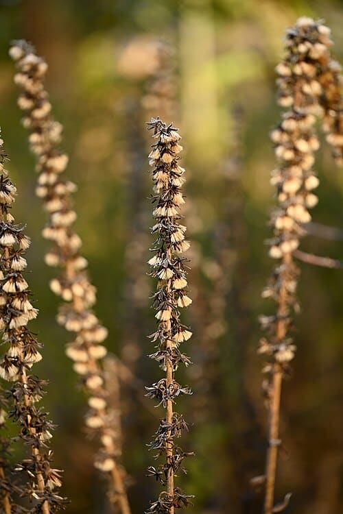 Ligularia intermedia