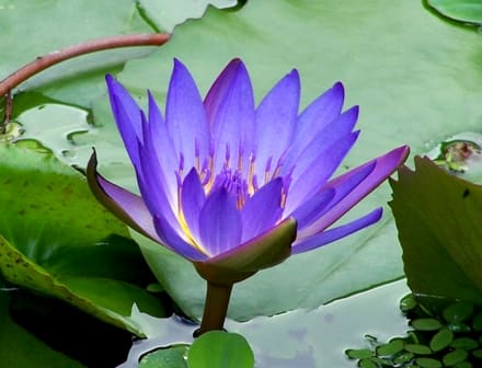 Nymphaea, standing in for Nymphaea montana