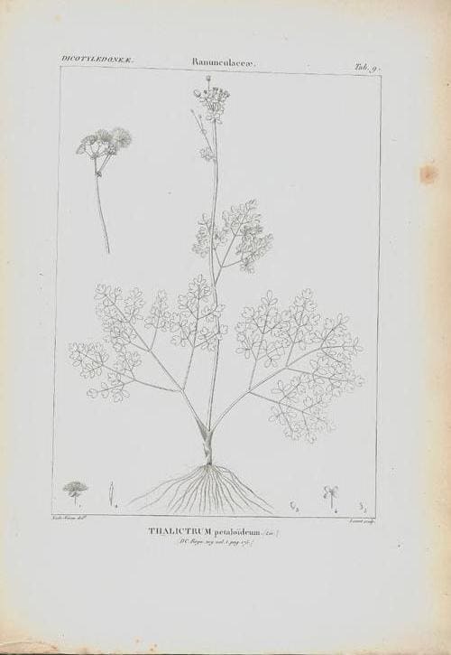 Thalictrum petaloideum