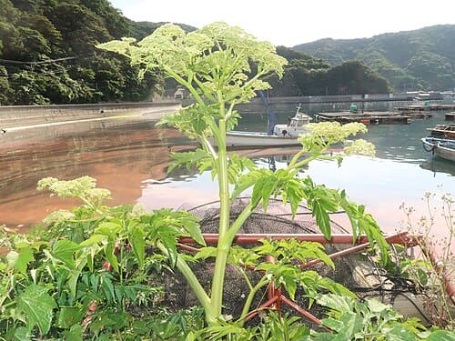 Angelica japonica