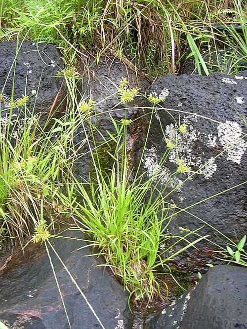 Cyperus haspan