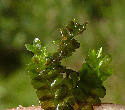 Chiloscyphus polyanthos