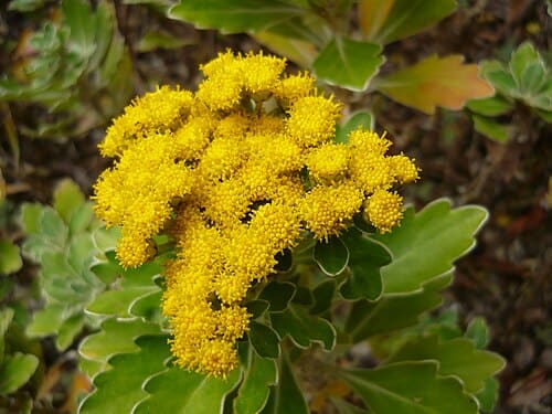 Ajania, standing in for Ajania fruticulosa