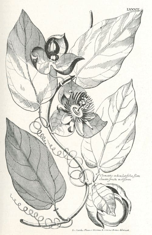Clematis indica