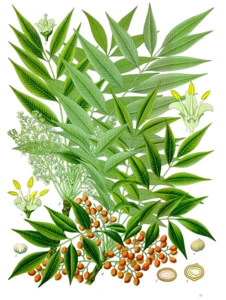 Toxicodendron succedaneum