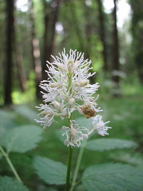 Actaea, standing in for Actaea vaginata