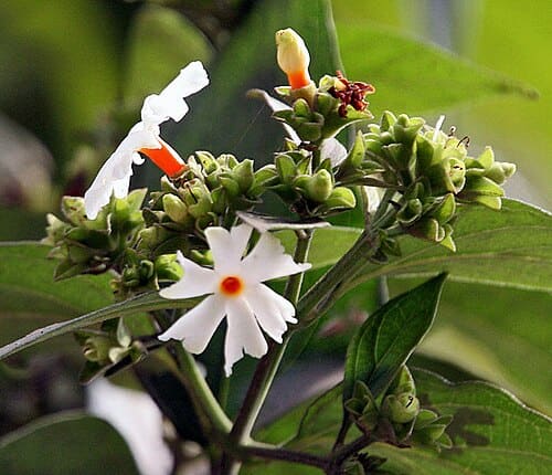Nyctanthes arbor-tristis